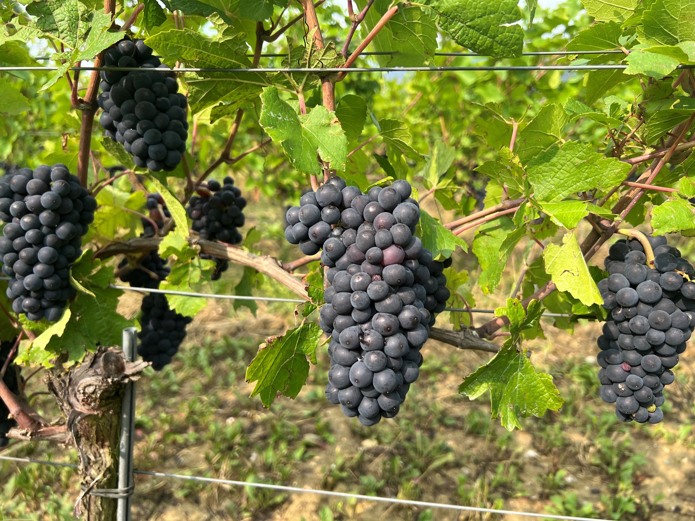Photo de raisin dans la vigne
